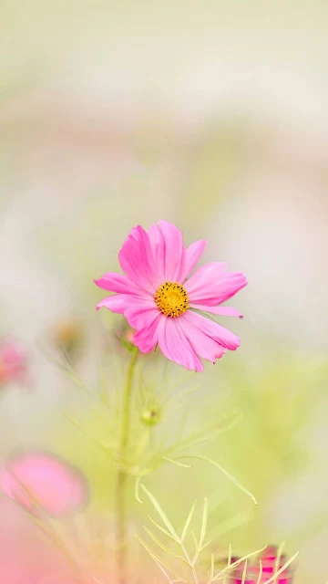 Papel de Parede para Celular Flor Delicada