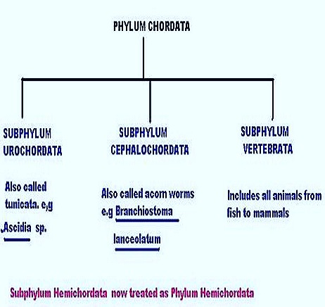 chordate-classification3