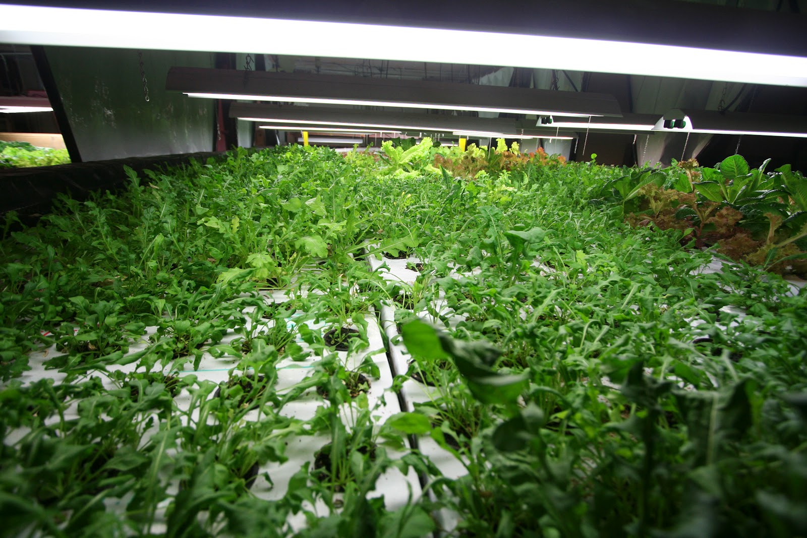 FeelGood Aquaponics: The Plant