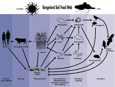 human food chain diagram. 2011 This diagram (click to human food chain diagram. simple food chain