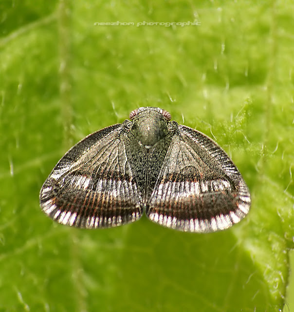 Brown silver Planthopper