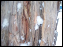 snow, 2012 007