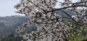 picture of almond tree blossoms in Israel