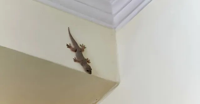 punca cicak banyak dalam rumah pada waktu malam punca cicak banyak dalam rumah pada waktu malam
