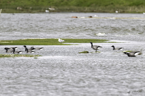 Brent goose