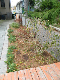 Oakwood Village Toronto Fall Backyard Cleanup after by Paul Jung Gardening Services