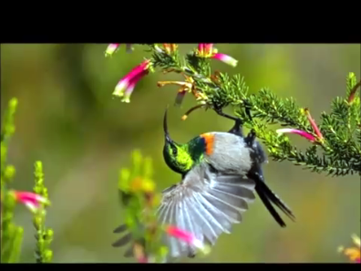 most beautiful birds 