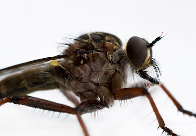 Robber fly