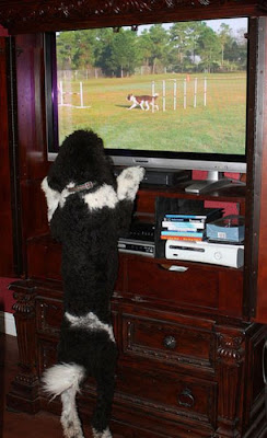 Pets watching TV Seen On www.coolpicturegallery.us