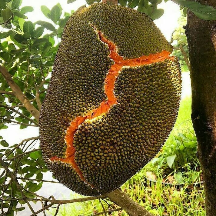 jual bibit buah nangka merah yang baik banten Sumatra Barat