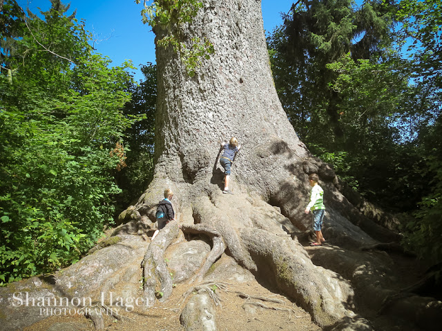 Shannon Hager Photography, Largest Stika Spruce Tree