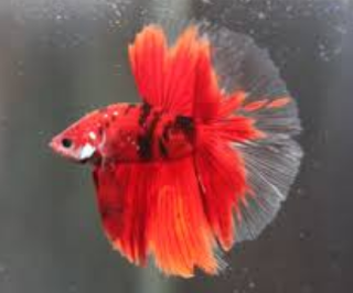 Ikan Cupang Halfmoon Koi