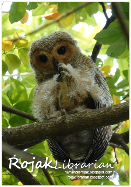 Spotted Wood Owl (Juvenile)