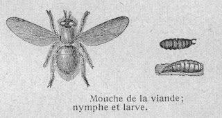 mouche à viande : nymphe, larve