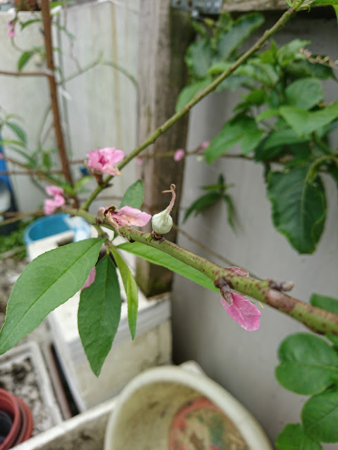 紅寶石水蜜桃，果實Ruby peach, fruit