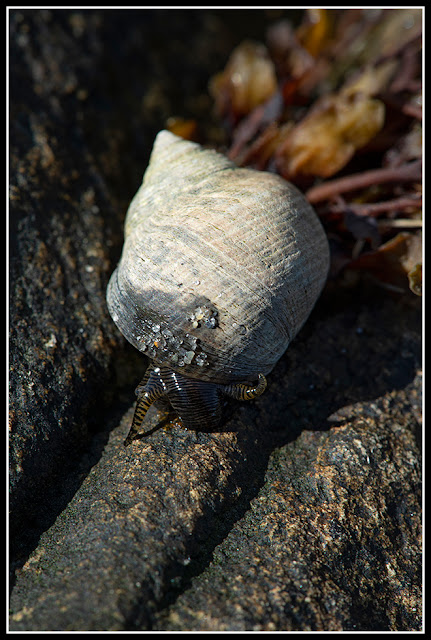 Nova Scotia; Green Bay Beach; Atlantic Ocean; Maritimes; snail