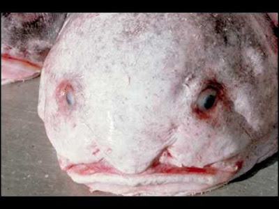 blob-fish