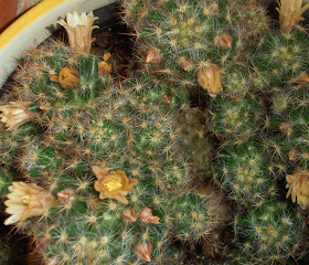 cactus-mammillaria