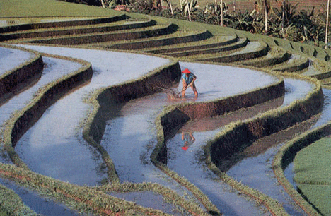 rice terrace tegalalang