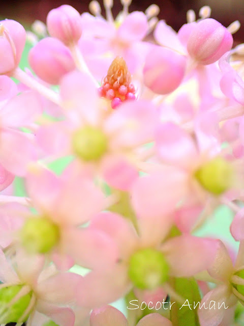 Phytolacca japonica