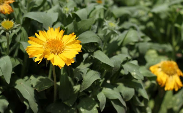 Gaillardia Grandiflora Mesa Yellow Flowers