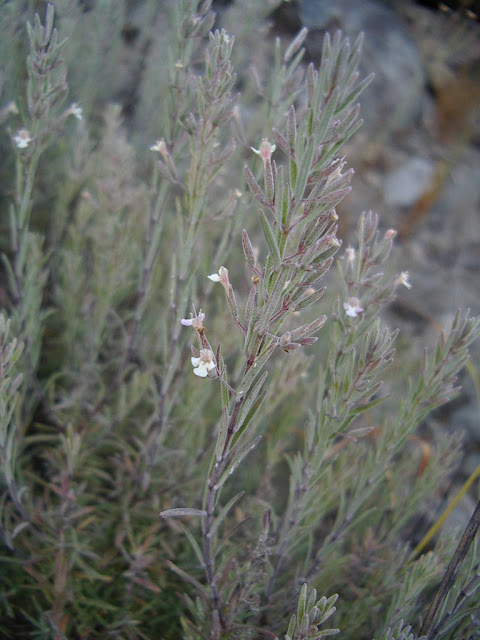 Micromeria tenuis subsp. tenuis var. tenuis 02