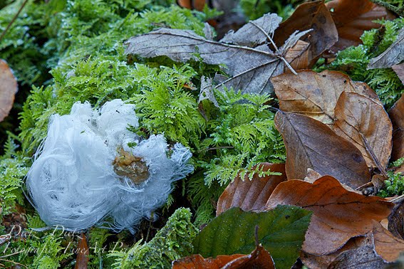 Haareis an Holzstück nach einer windstillen Frostnacht