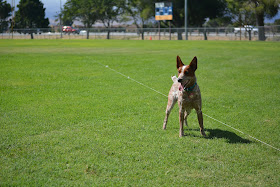 Australian Stumpy Tail Cattle Dog