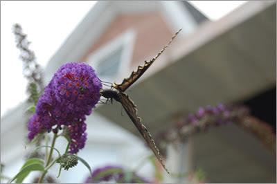 Butterfly and house.