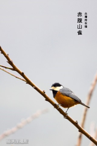 z1_MG_9906c