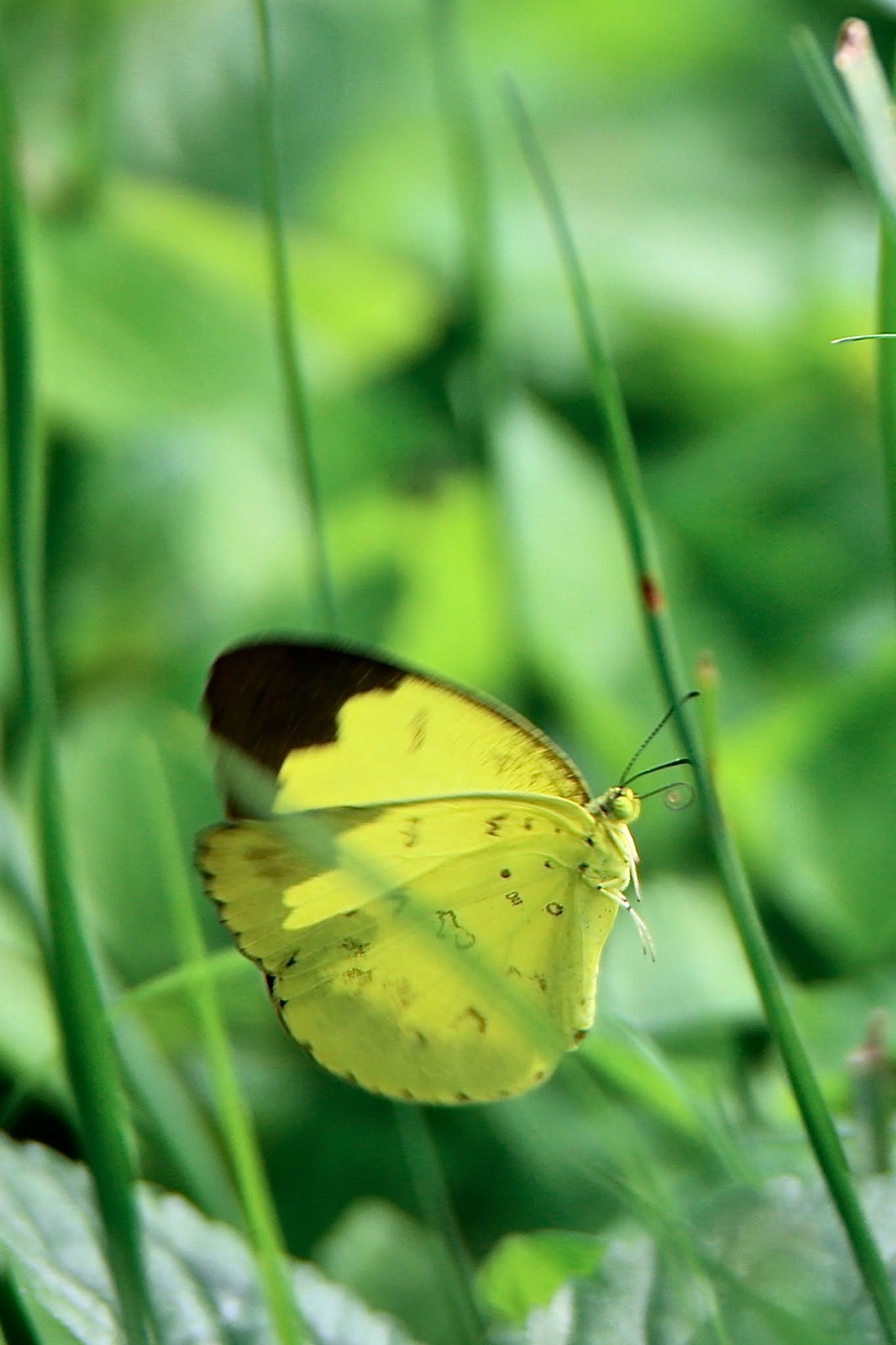 Common grass yellow butterflies of india high resolution large image free