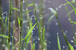 dew drops on bamboo stems and leaves