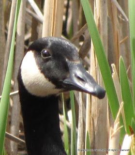 Canada Geese