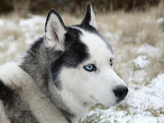 siberian huskies