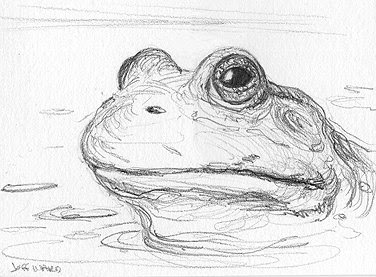 frog sketch