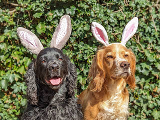 Head and shoulders shot of both Boris the Black Cocker Spaniel and Eko the Golden Cocker Spaniel sitting side by side in front of an ivy covered fence. Both boys are looking towards the camera and wearing cute bunny ears