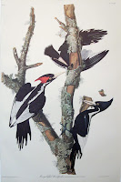 Audubon Bird Drawings