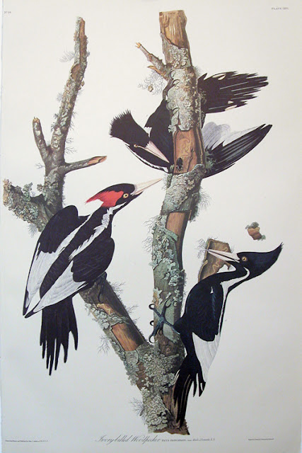 Audubon Bird Drawings