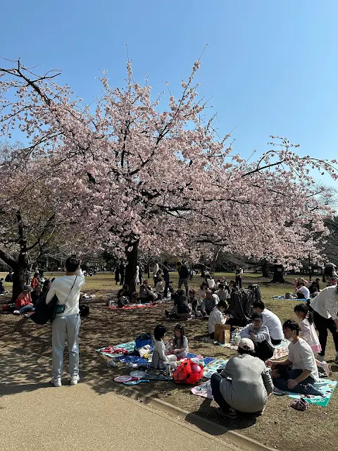 井の頭公園 西園の桜が満開