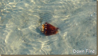 Sanibel Shell and birds_033