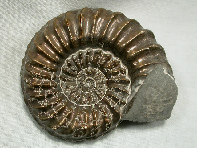 Fossils Ammnonite