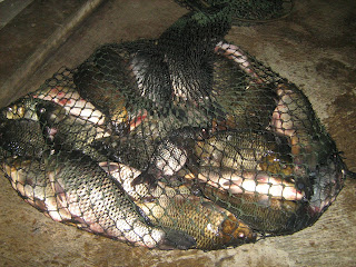 umpan mancing ikan mas di kolam