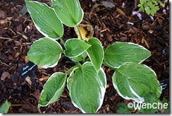 Crown-Imperial
