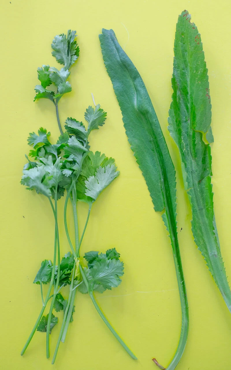 A side by side of cilantro leave and a chadon beni leaf to see the difference.