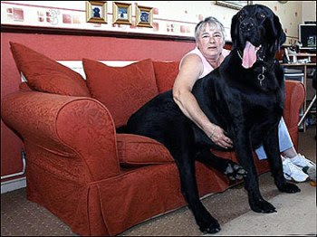 The huge black dog.