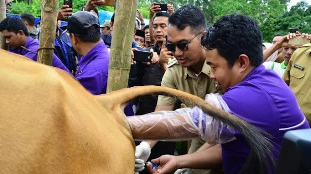 Kurung Waktu 2 Tahun, 13 Ribu Sapi di Sinjai Terdaftar Program Inseminasi Buatan