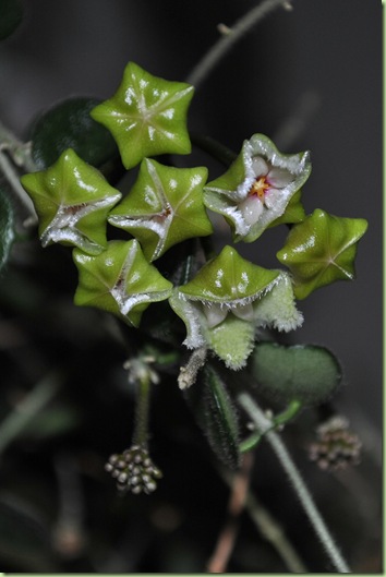 Hoya Serpens