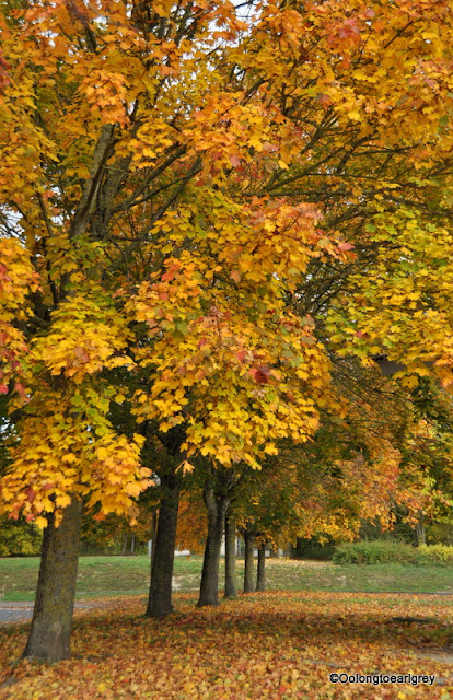 Autumn Leaves, France