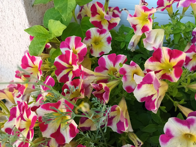 Surfinia o petunia péndula (Petunia x atkinsiana).