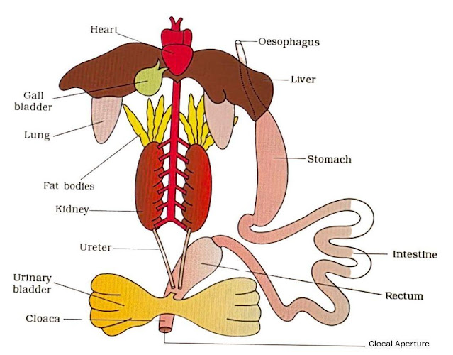 Frog Anatomy